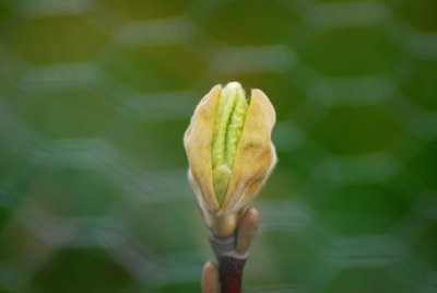 Magnolia denudata 'Yellow River' - šácholan obnažený - pupen